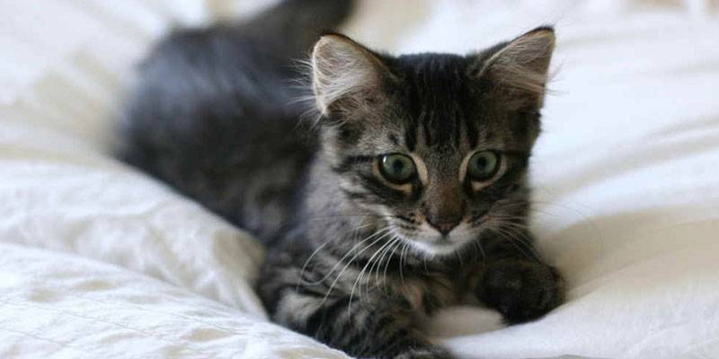 Котенок