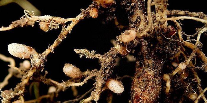 Клубеньковые бактерии на корнях растения