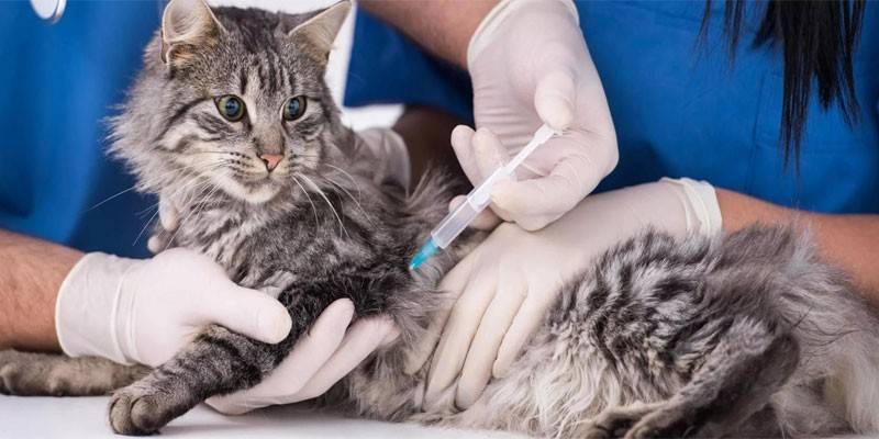 Коту делают укол