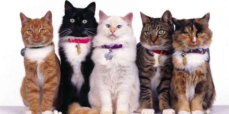 Ошейники для кошек