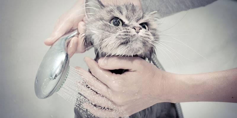 Водные процедуры для кошки