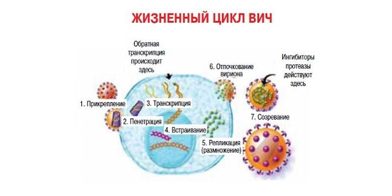 Жизненный цикл ВИЧ