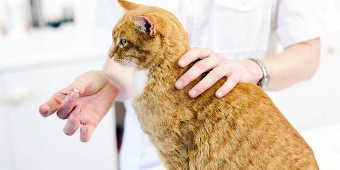 Ветеринар дает кошке лекарство