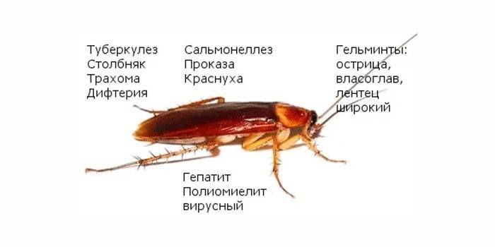 Вред от тараканов