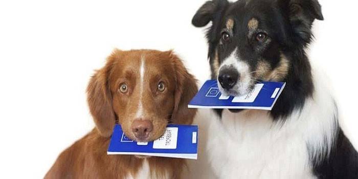 Собаки с паспортами в зубах