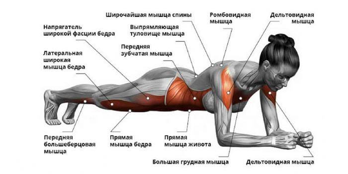 Какие мышцы работают в классической планке