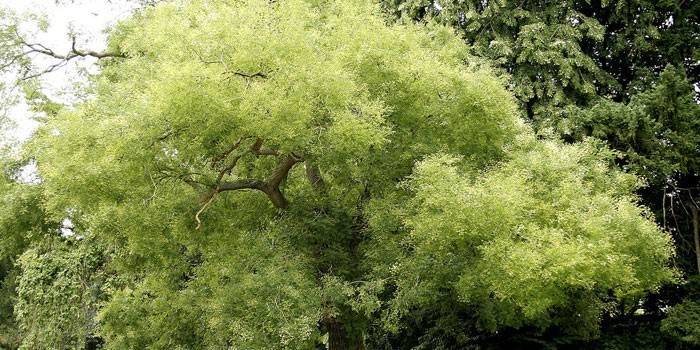 Дерево Софора японская