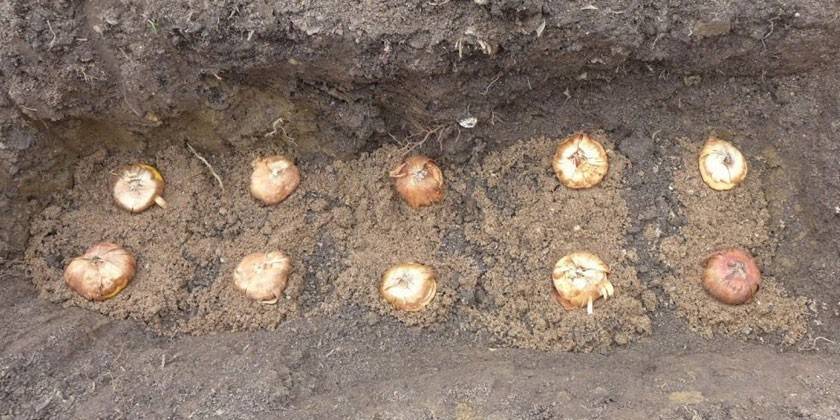 Посадка клубнелуковиц гладиолусов в два ряда