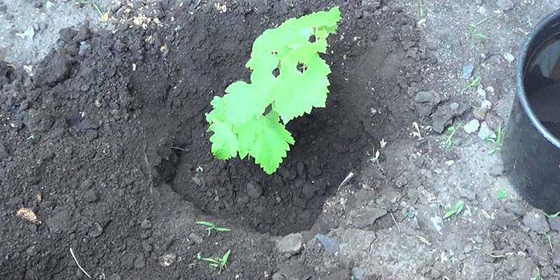 Виноград в открытом грунте