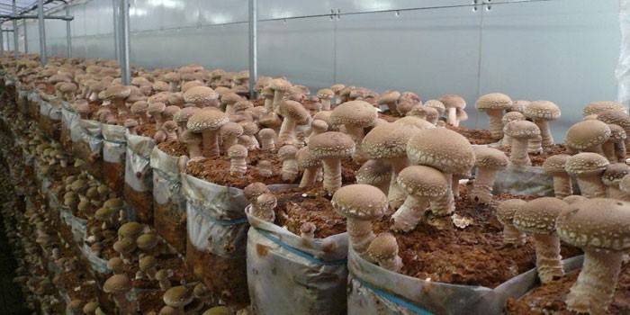 Выращивание грибов шиитаке