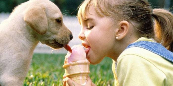 Девочка и собака едят вместе мороженное