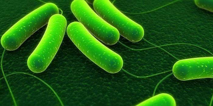 Бактерии Azotobacter под большим увеличение