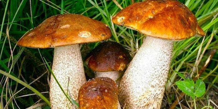 Съедобные и несъедобные грибы краткое описание