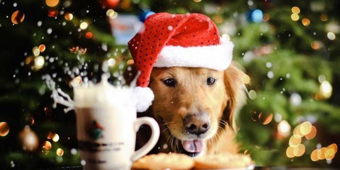 Собака в шапке Деда Мороза