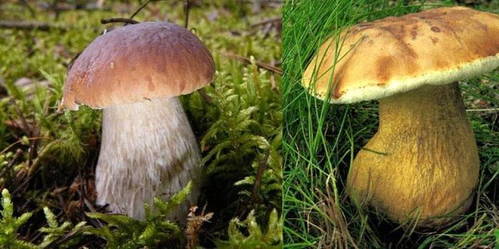 Слева белый гриб, справа желчный гриб