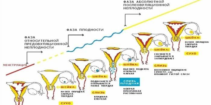 Фазы менструального цикла