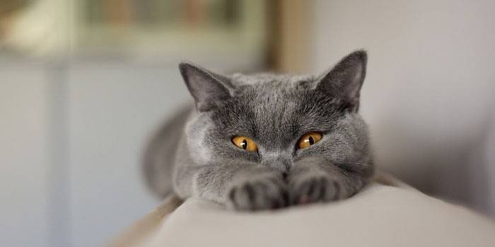 Серо-голубой кот
