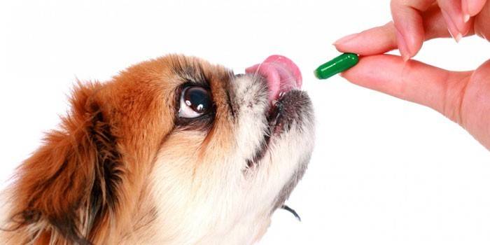 Собаке дают таблетку