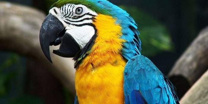 Попугай Ара с желто-голубой окраской