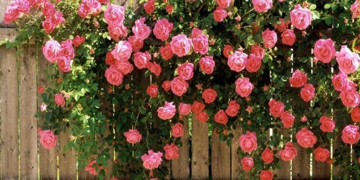 Кустовая розовая роза на заборе