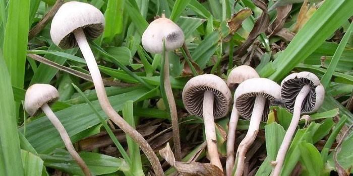 Галлюциногенные грибы в лесу
