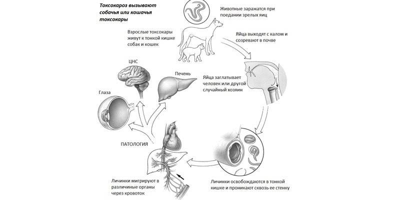 Схема заражения токсокарозом человека