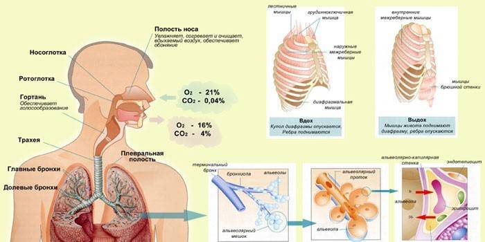 Органы дыхательной системы человека