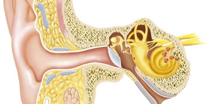 Строение внутреннего уха и вестибулярного аппарата