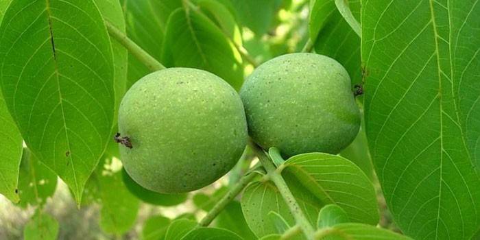 Грецкие орехи в зеленой кожуре на дереве