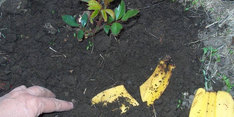 Удобрение цветов банановой кожурой