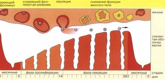 схема менструального цикла