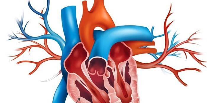 Схема строения человеческого сердца