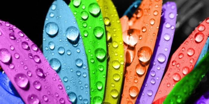 Разноцветные лепестки с каплями воды 