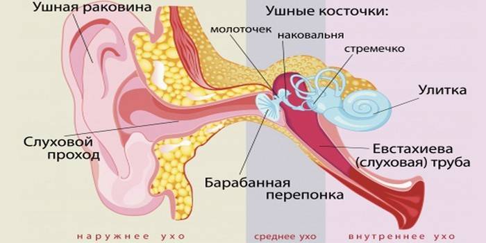 Строение уха