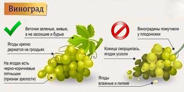 Как правильно выбрать виноград