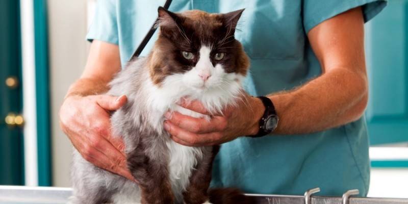 Ветеринар с котом