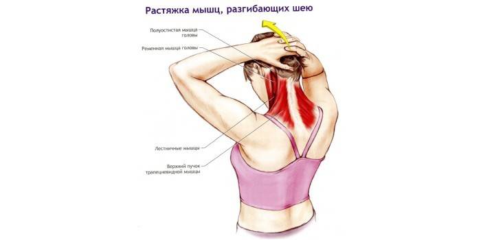 Растяжка мышц шеи