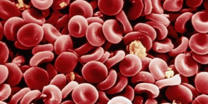 Что означает повышение гематокрита в крови