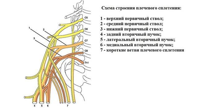 Схема строения плечевого нервного сплетения