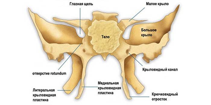 Строение клиновидной кости
