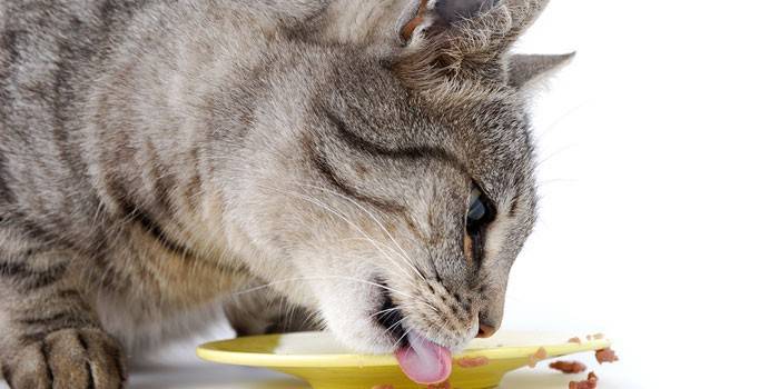 Кот ест из тарелки