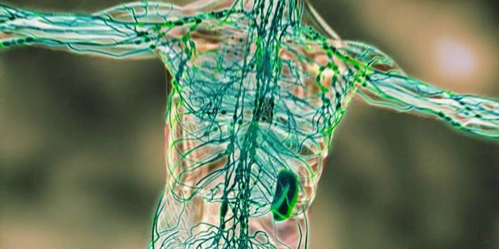 Лимфатические узлы и сосуды в организме человека