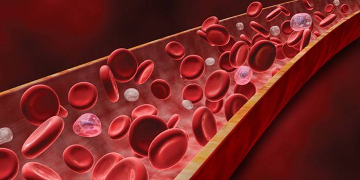 Клетки крови в кровеносном сосуде