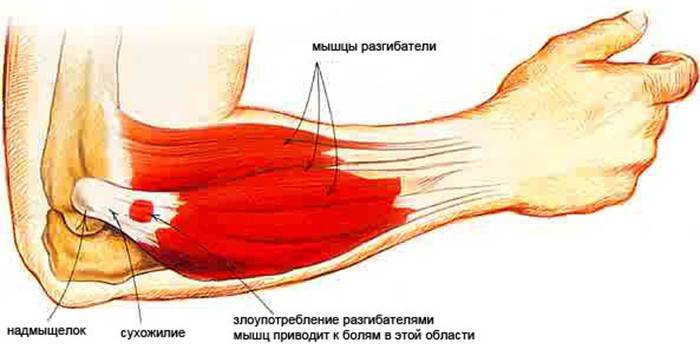Схема строения локтевого сустава и мышц