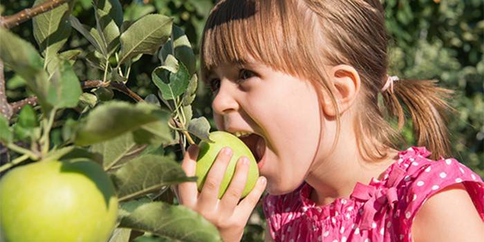 Девочка ест яблоко с ветки