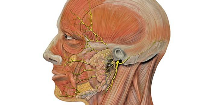 Расположение лицевого нерва