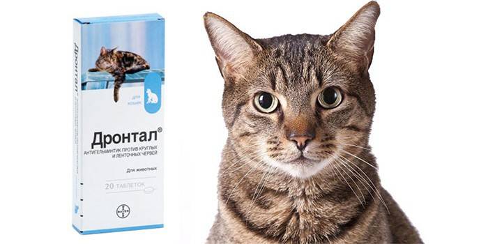 Упаковка таблеток для кошек Дронтал