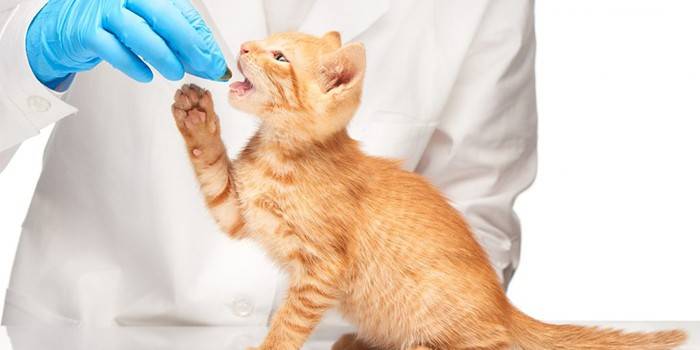Ветеринар дает таблетку кошке