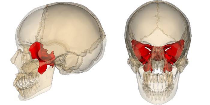 Расположение клиновидной кости в черепе человека