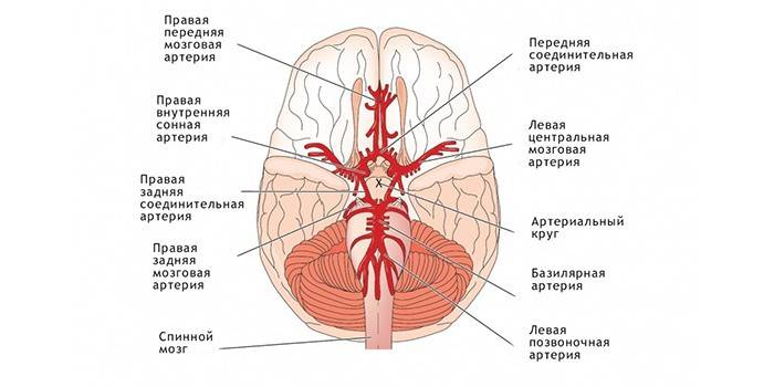 Схема кровоснабжения головного мозга